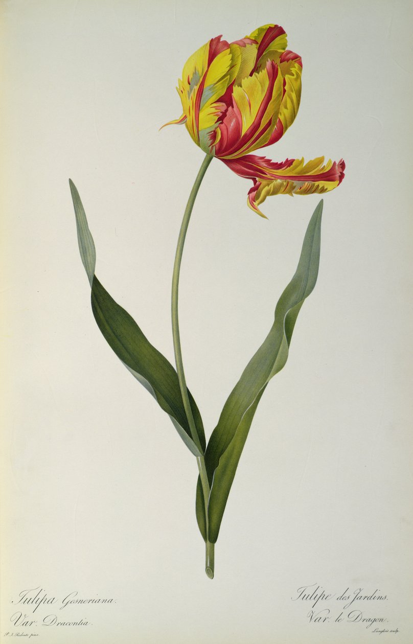 Tulipa gesneriana dracontia, "Les Liliacees"den, 1816 by Pierre Joseph Redouté