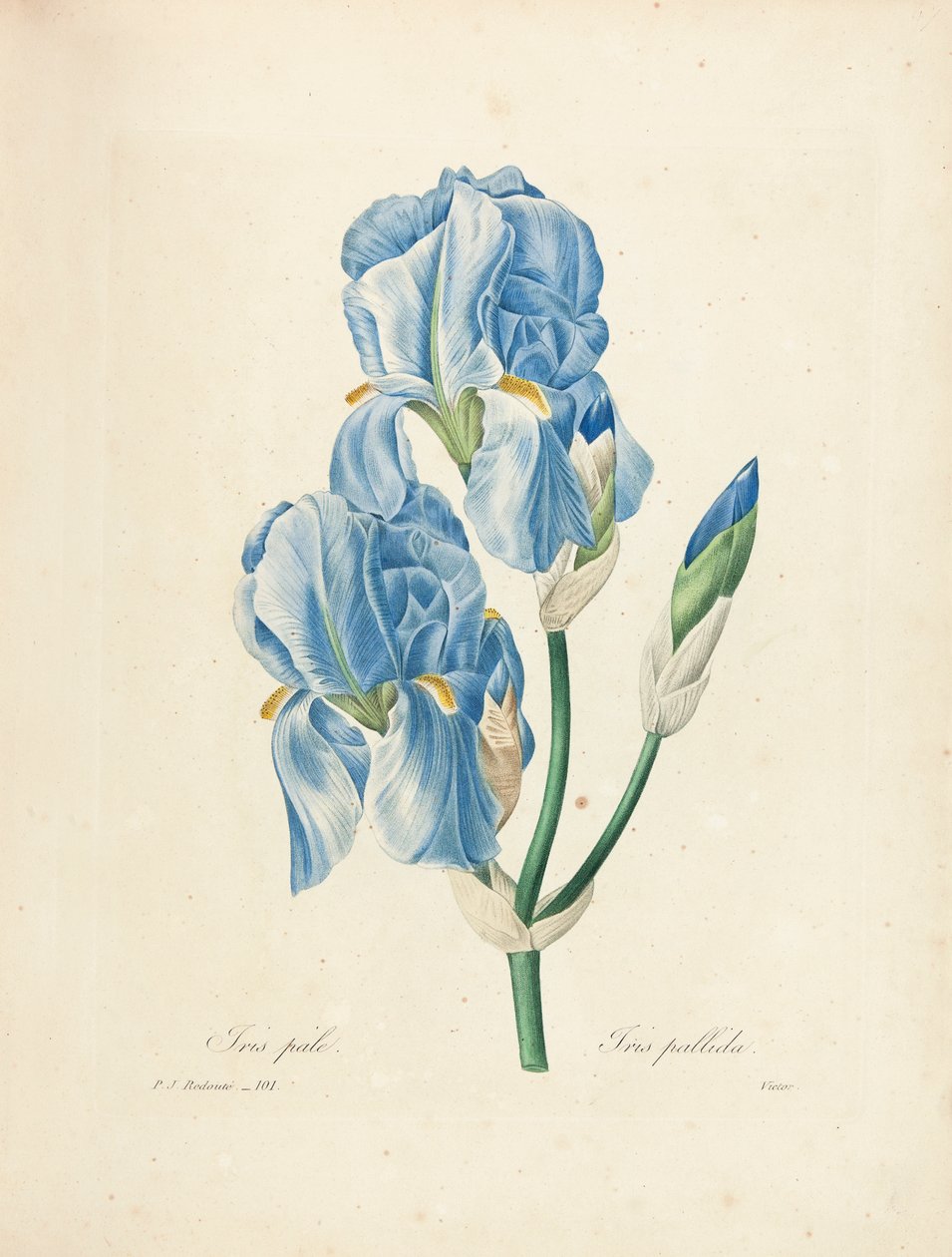 Iris Pallida, Victor tarafından 