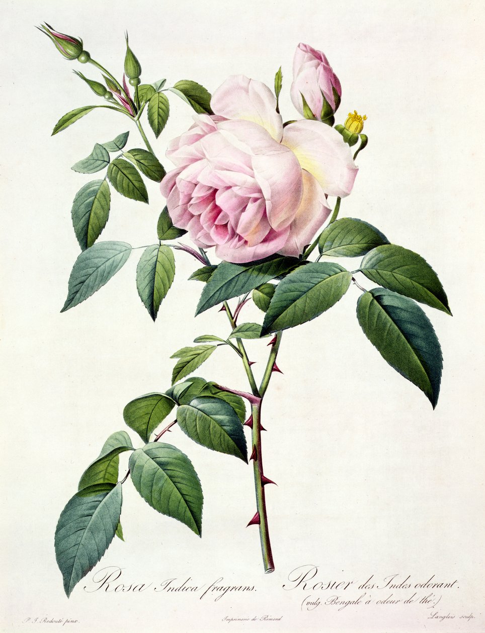 Remond tarafından yayınlanan Langlois tarafından oyulmuş Rosa Indica Fragrans, by Pierre Joseph Redouté