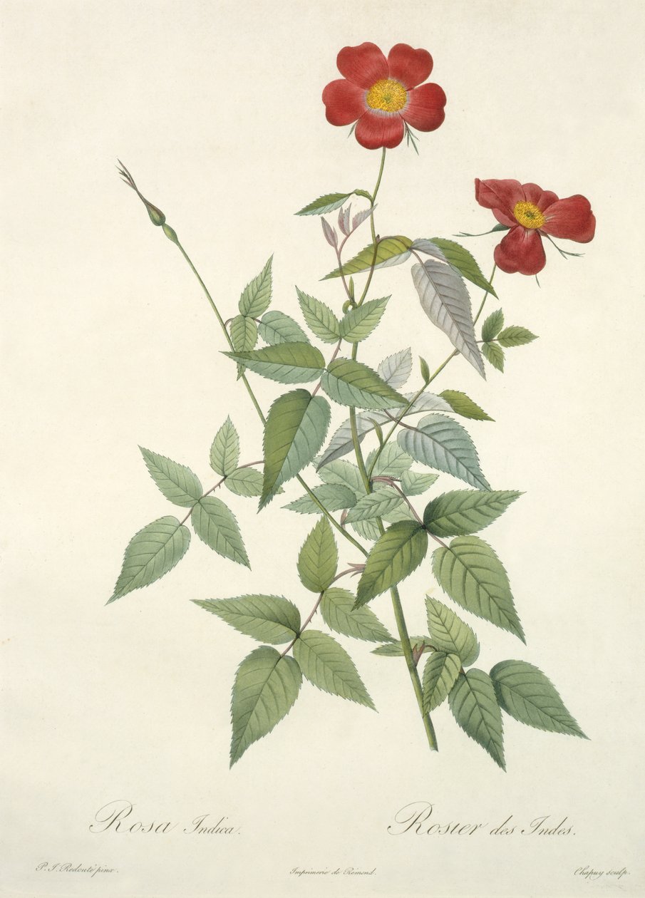 ರೋಸಾ ಇಂಡಿಕಾ, 1817-24 (ಬಣ್ಣದ ಅಕ್ವಾಟಿಂಟ್) ಟರ್ಕ್‌ನಿಂದ 
