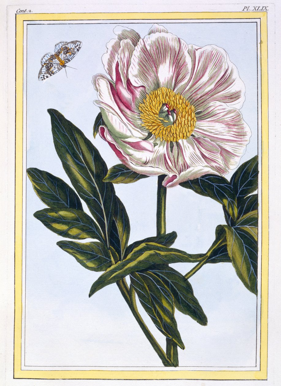 ಮಾಂಸದ ಬಣ್ಣದ ಸಾಮಾನ್ಯ ಪಿಯೋನಿ, c.1766 (ಕೈ-ಬಣ್ಣದ ಕೆತ್ತನೆ)ಟರ್ಕ್ by Pierre Joseph Buchoz