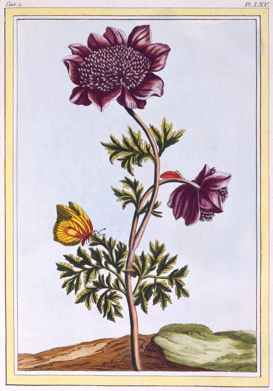 ಗಾರ್ಡನ್ ಅನೆನೊಮ್ (ವಿಂಡ್‌ಫ್ಲವರ್), ಸಿ.1776 (ಕೈ-ಬಣ್ಣದ ಕೆತ್ತನೆ) ಟರ್ಕಿ by Pierre Joseph Buchoz