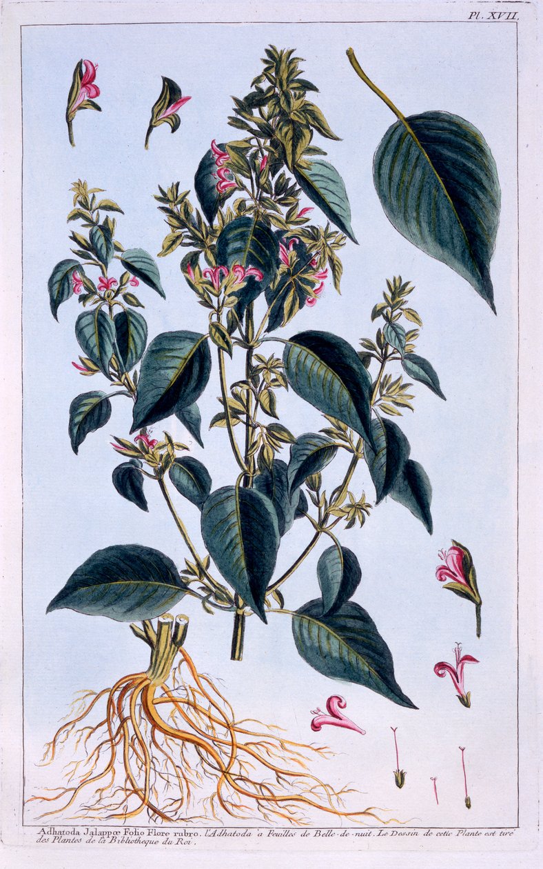 Justicia adhatoda by Pierre Joseph Buchoz