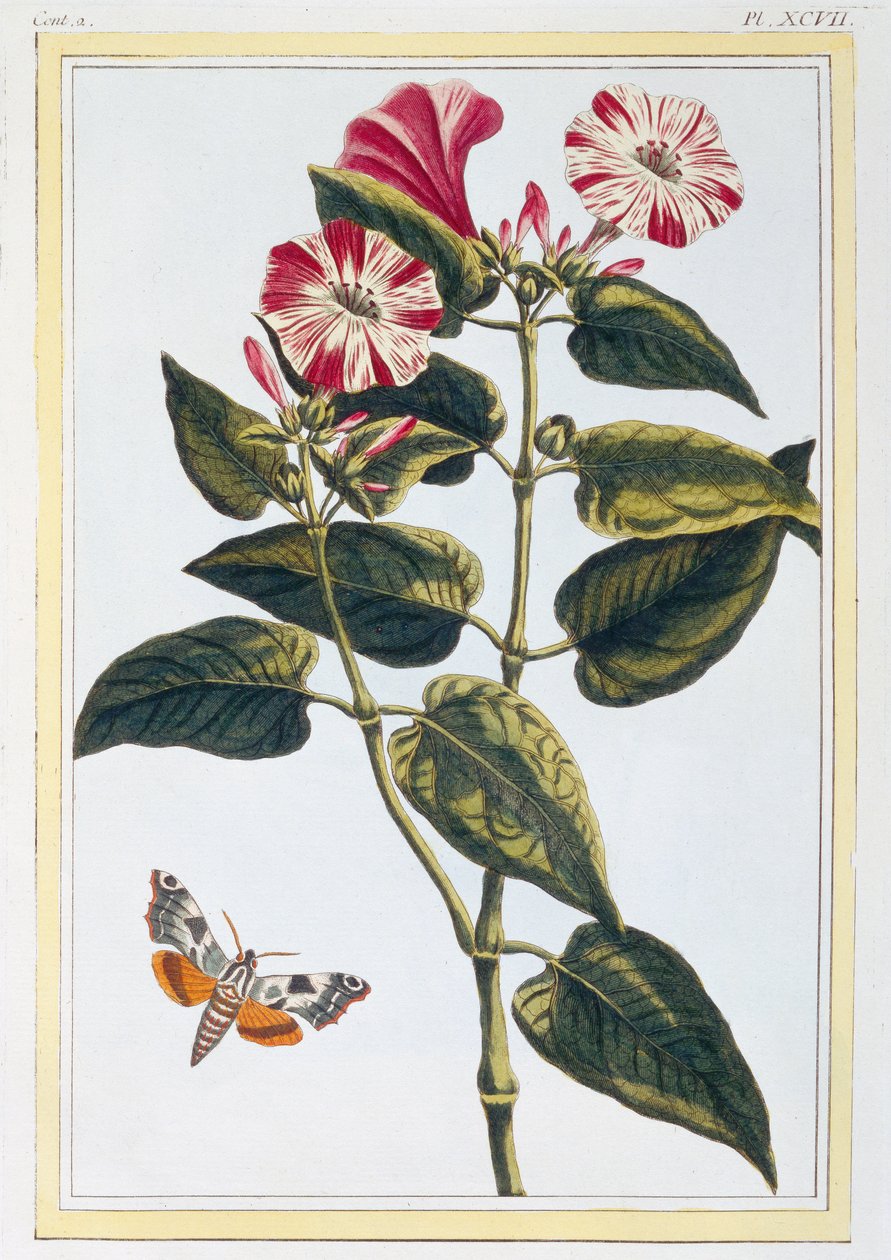ಮಾರ್ನಿಂಗ್ ಗ್ಲೋರಿ, c.1766 (ಕೈ-ಬಣ್ಣದ ಕೆತ್ತನೆ) ಟರ್ಕ್ by Pierre Joseph Buchoz