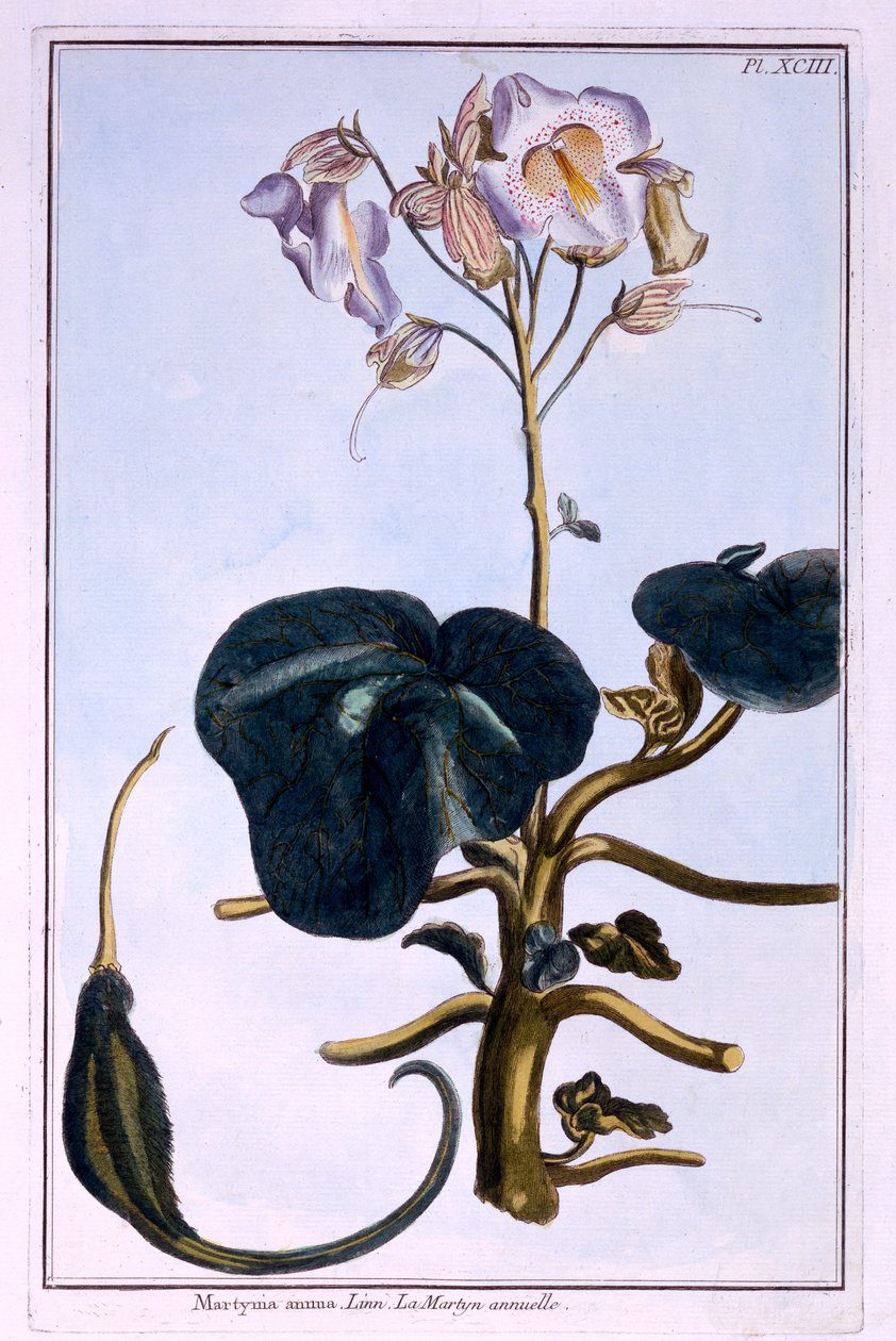 Hortum Çiçeği by Pierre Joseph Buchoz