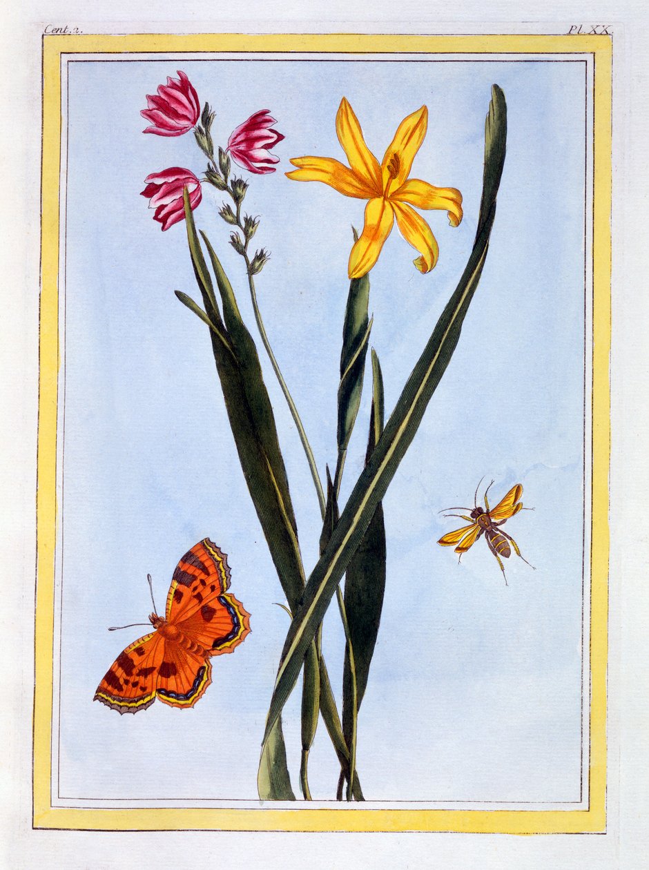 ದಕ್ಷಿಣ ಅಮೆರಿಕಾದ ಇಕ್ಸಿಯಾ, c.1766 (ಕೈ-ಬಣ್ಣದ ಕೆತ್ತನೆ) ಟರ್ಕ್ by Pierre Joseph Buchoz