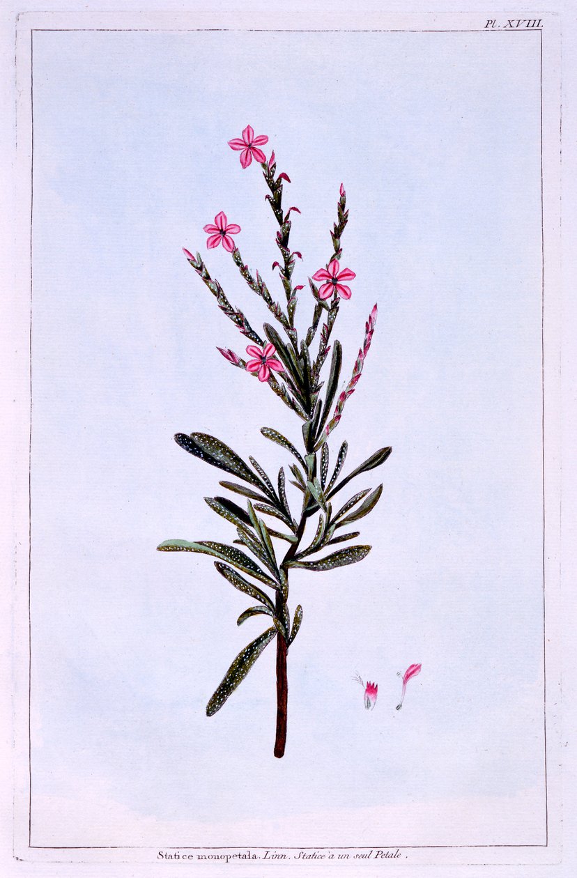 Statice, Phyllostachys spicata by Pierre Joseph Buchoz