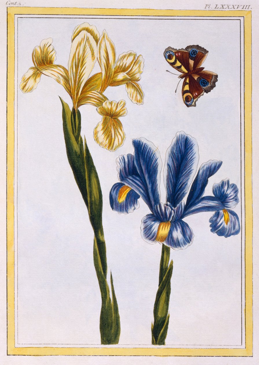 ಹಳದಿ ಮತ್ತು ನೇರಳೆ ಕಣ್ಪೊರೆಗಳು, c.1776 (ಕೈ-ಬಣ್ಣದ ಕೆತ್ತನೆ) ಟರ್ಕ್ by Pierre Joseph Buchoz