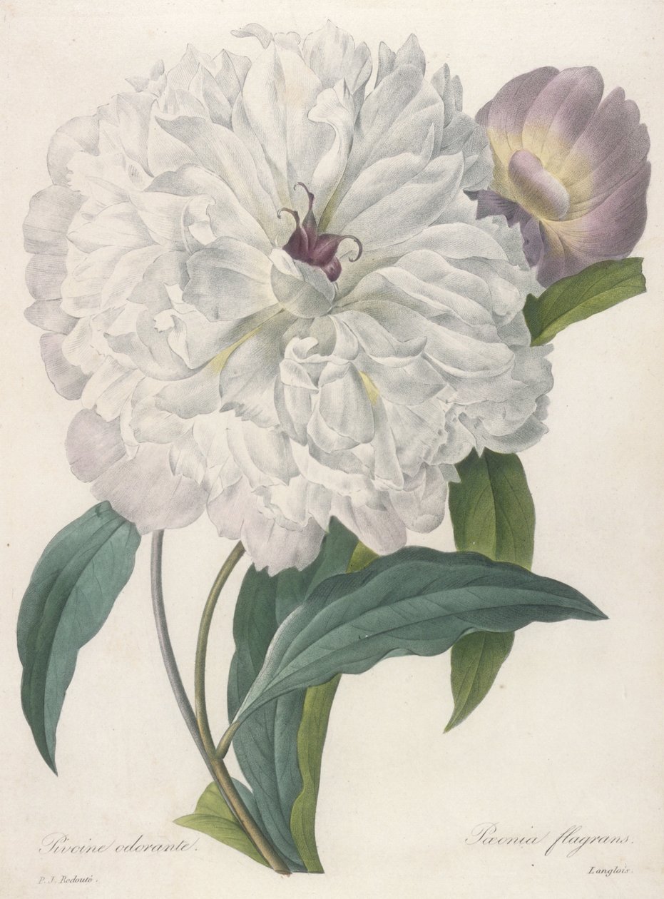 ಪಯೋನಿಯಾ ಫ್ಲಾಗಾನ್ಸ್ (ಪಿಯೋನಿ), 1827 ಟರ್ಕ್ by Pierre Joseph Redouté