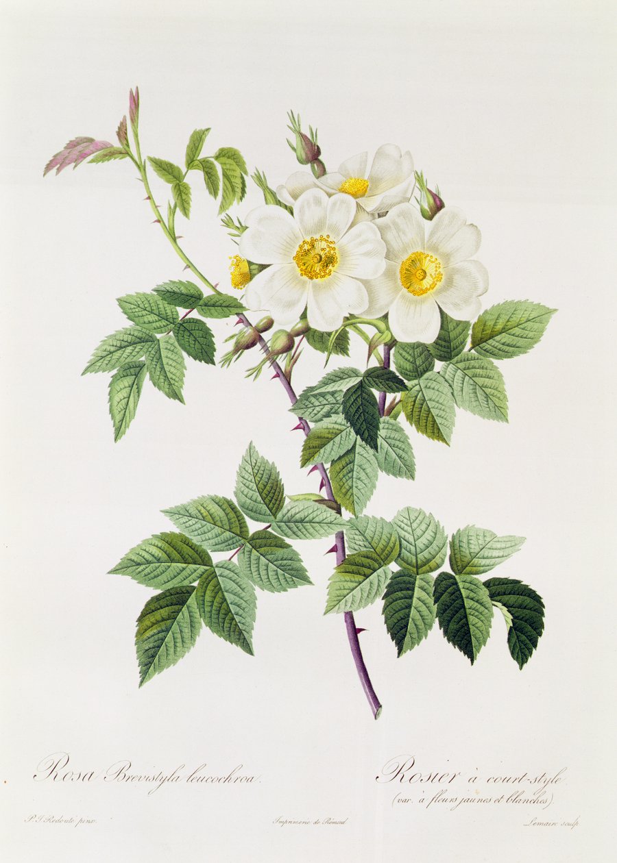 Brevistyla Leucochroa kadrosu by Pierre Joseph Redouté