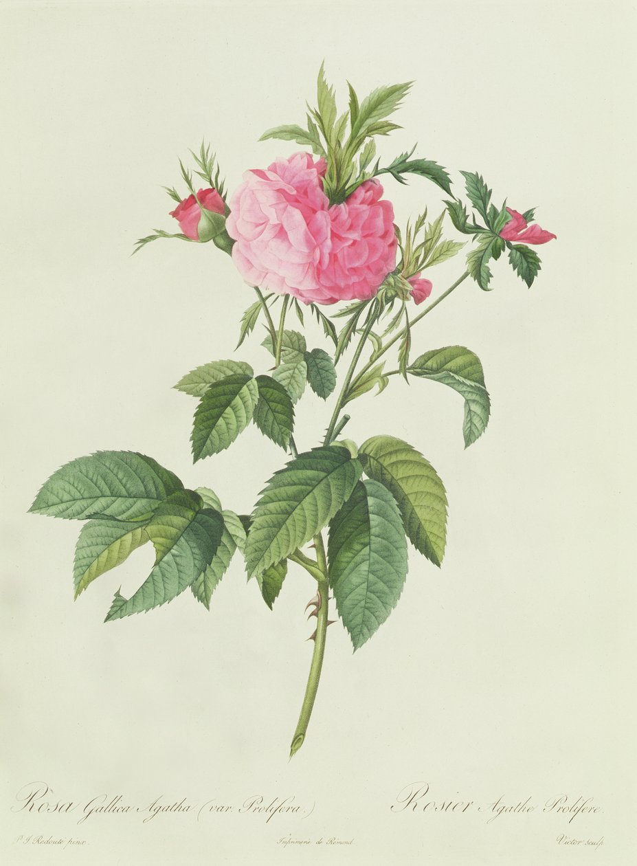 Rosa Gallica Agatha Prolifera by Pierre Joseph Redouté
