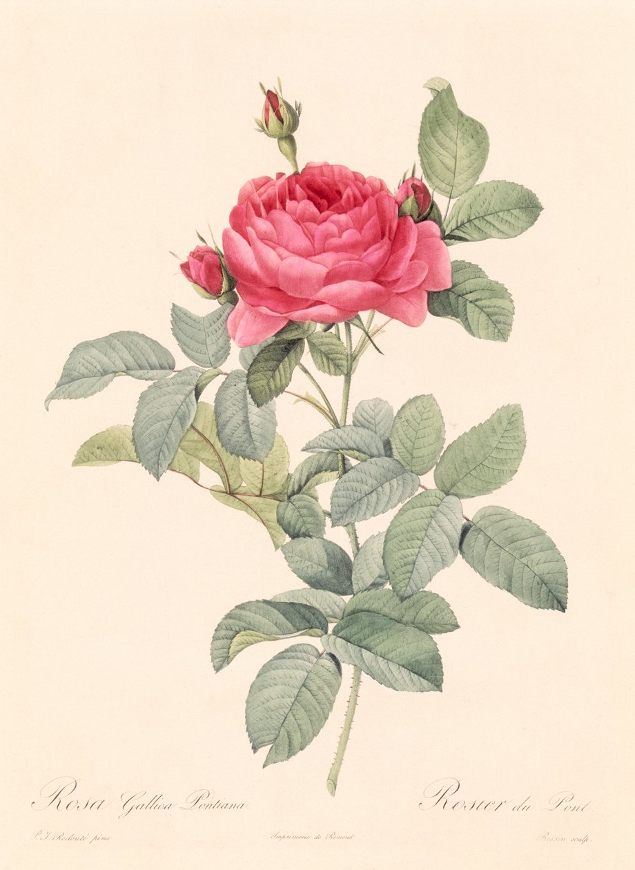 ರೋಸಾ ಗಲ್ಲಿಕಾ ಪಾಂಟಿಯಾನಟುರ್ಕ್ by Pierre Joseph Redouté