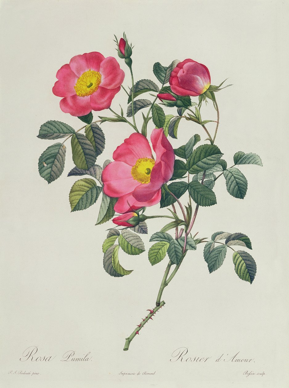 ರೋಸಾ ಲುಮಿಲಾಟುರ್ಕ್ by Pierre Joseph Redouté