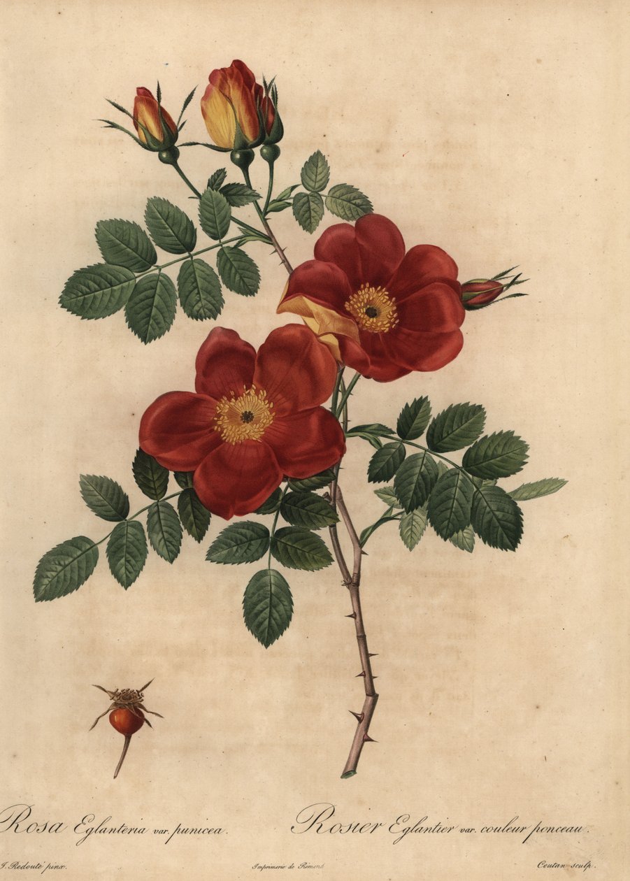 Bakır gül, Rosa eglanteria by Pierre Joseph Redouté