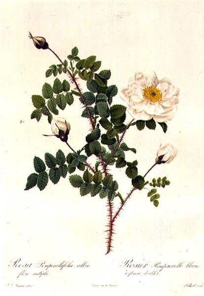 Rosa Pimpinellifolia Alba Flore Multiplei by Pierre Joseph Redouté