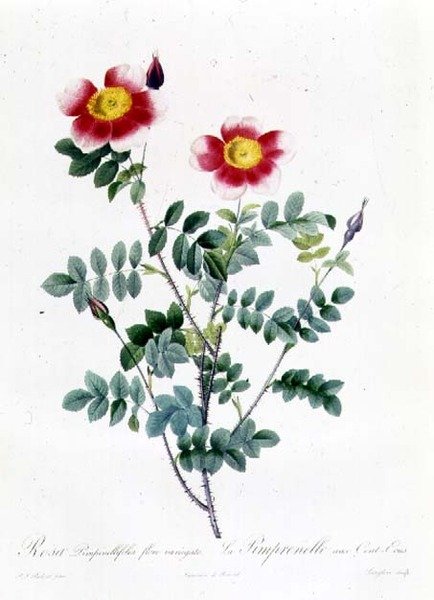 pembe şalgam by Pierre Joseph Redouté