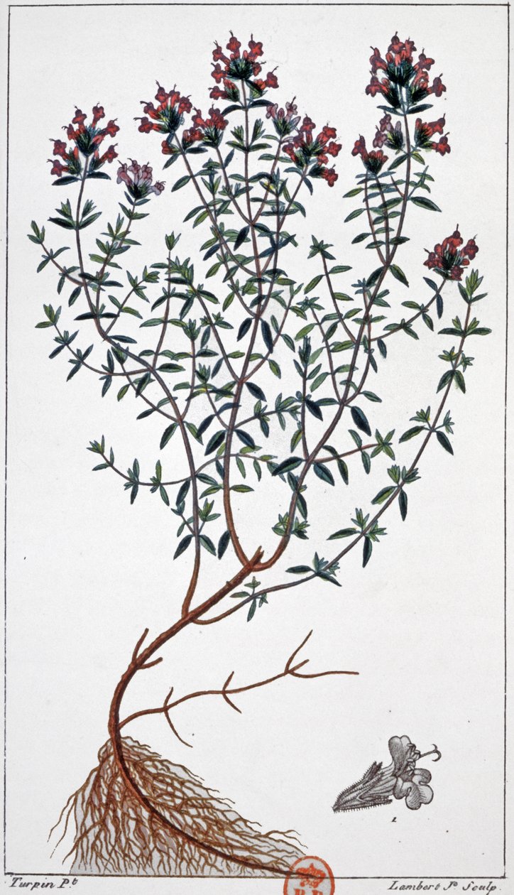Kekik, 1850 dolayları (gravür) by Pierre Jean Francois (after) Turpin