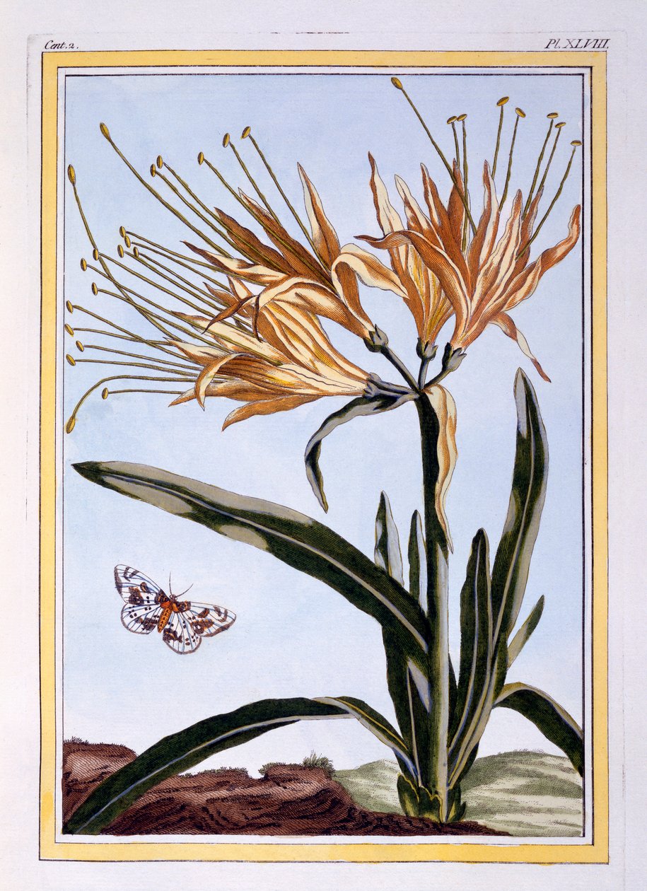 Bir Lily, bar. 1776. by Pierre Joseph Buchoz
