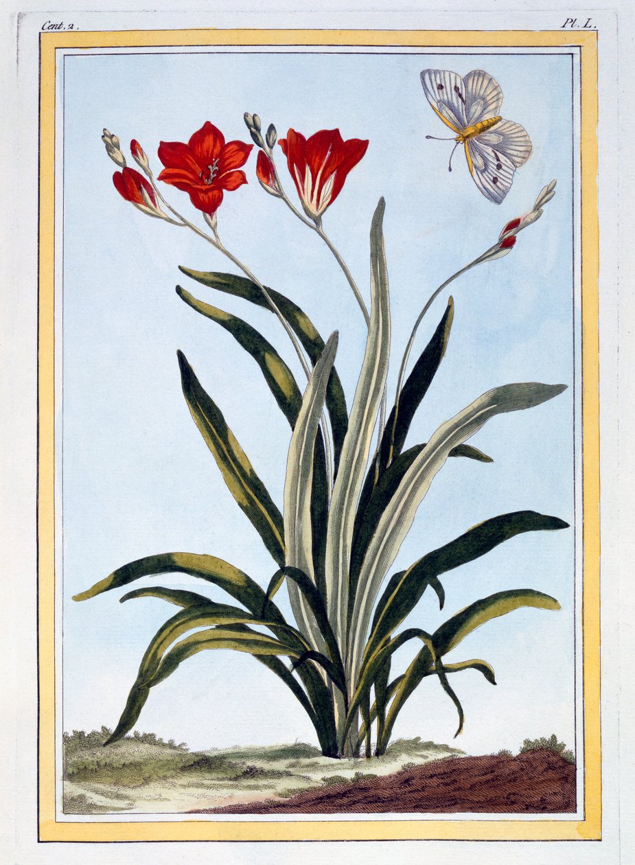 Cornlily, birahane. 1776. by Pierre Joseph Buchoz