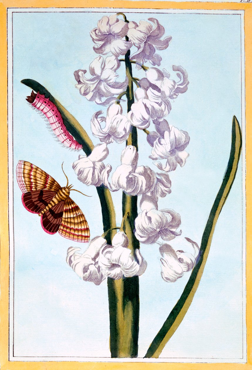 Sümbül, bar. 1776. by Pierre Joseph Buchoz