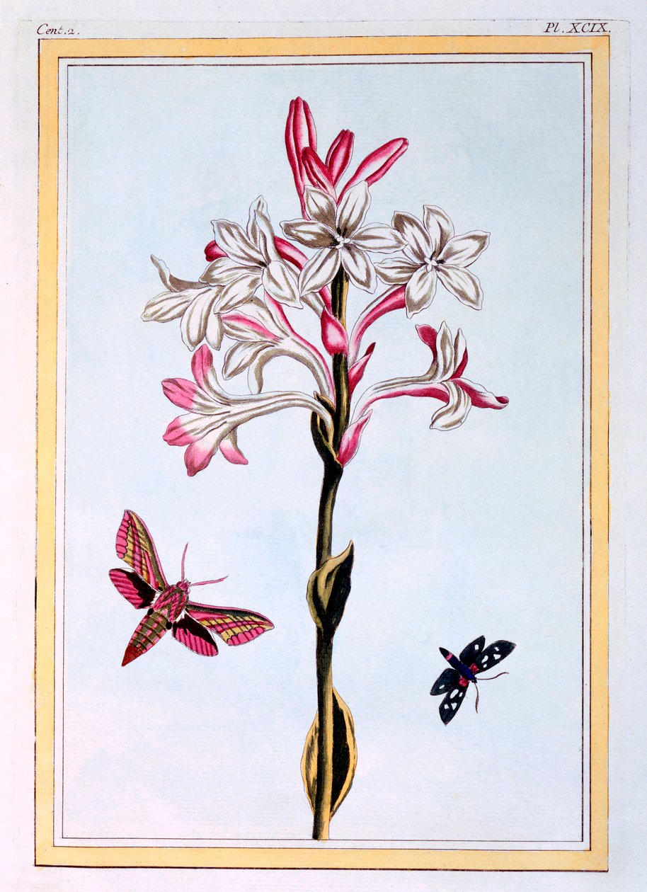 Tuberose, pub. 1776. by Pierre Joseph Buchoz