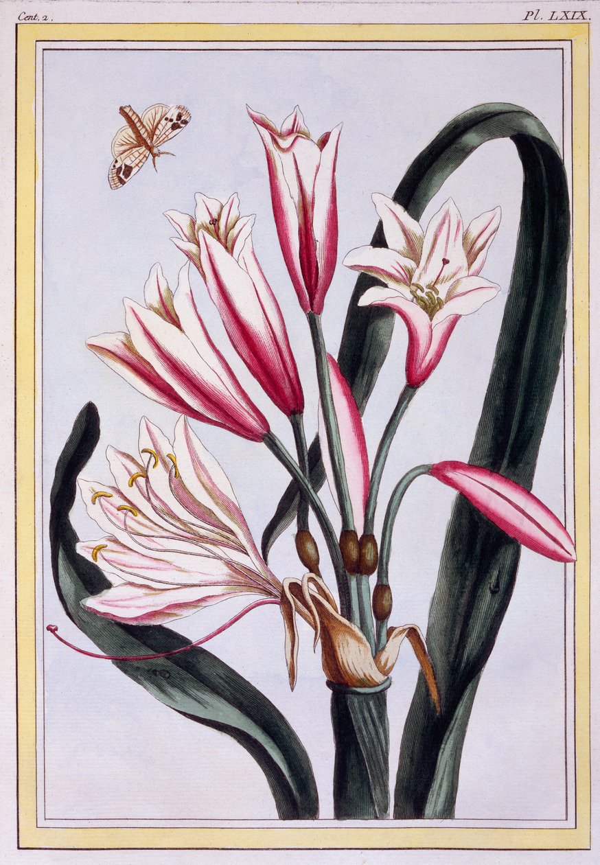 Uzun Yapraklı Amaryllis, pub. 1776. by Pierre Joseph Buchoz