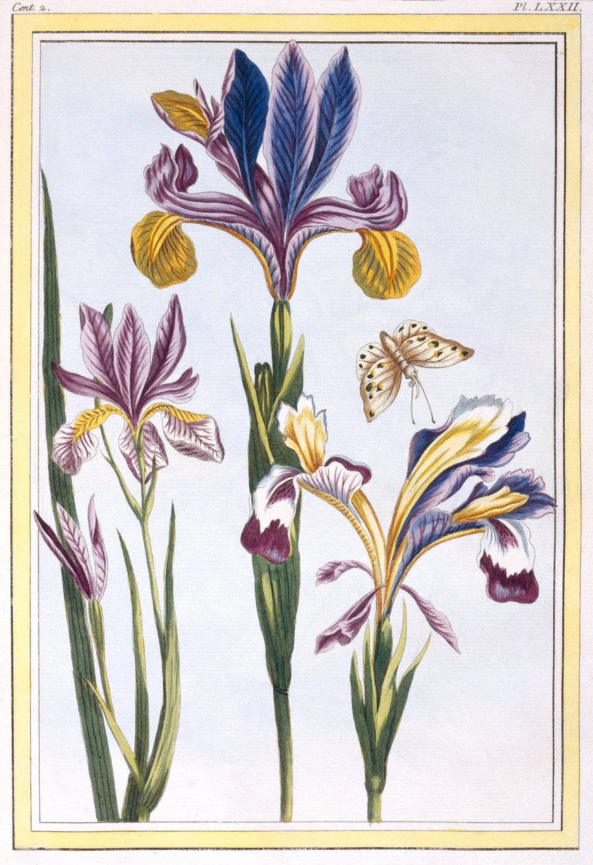 Alacalı İris, pub. 1776. by Pierre Joseph Buchoz