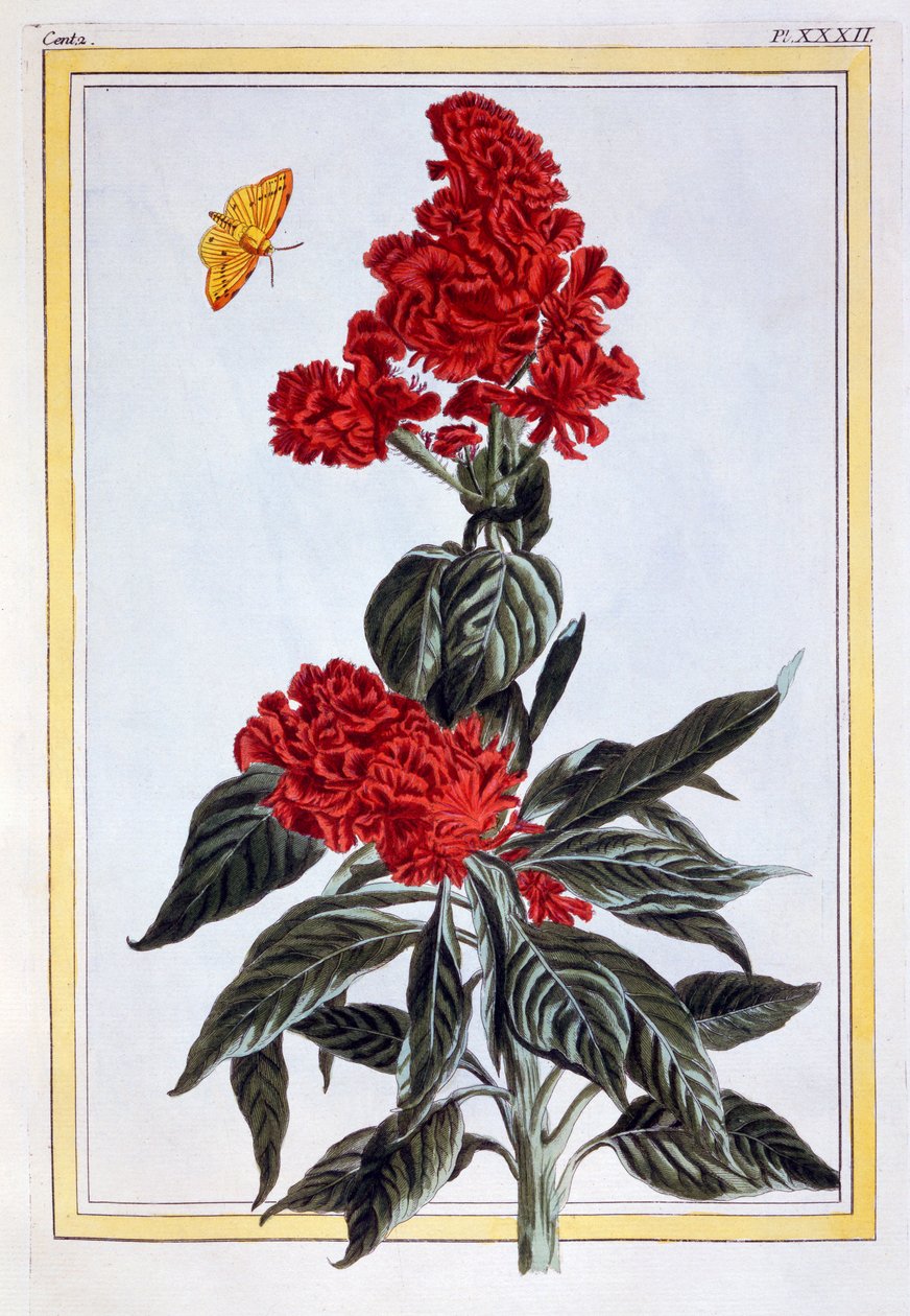 Amaranthus çeşitleri, pub. 1776. by Pierre Joseph Buchoz