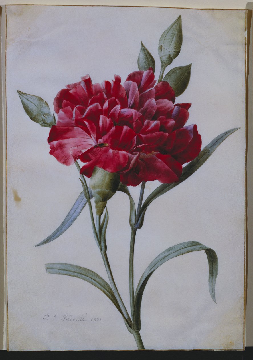 Koyu Kırmızı Karanfil, 1822 by Pierre Joseph Redouté