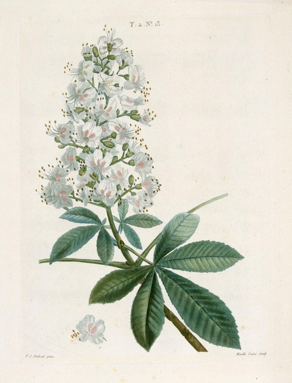 Aesculus Hippocastorum, At kestanesi, c1800-1830. by Pierre Joseph Redouté