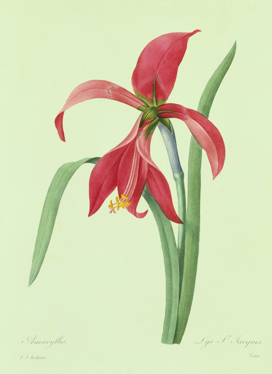 Amaryllis (renkli gravür) by Pierre Joseph Redouté