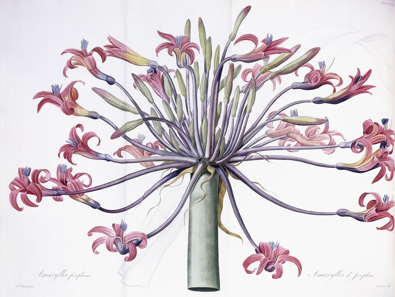 Amaryllis Josephina, 1802-1816 by Pierre Joseph Redouté
