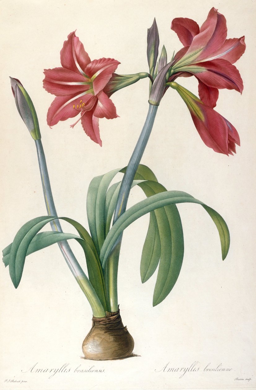 Amaryllis brasiliensis Brezilya Amaryllis. by Pierre Joseph Redouté