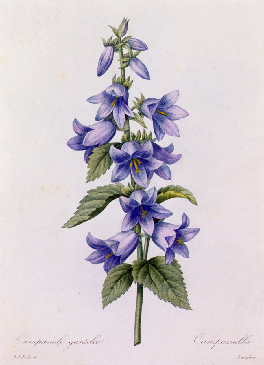 Campanula (renkli gravür) by Pierre Joseph Redouté