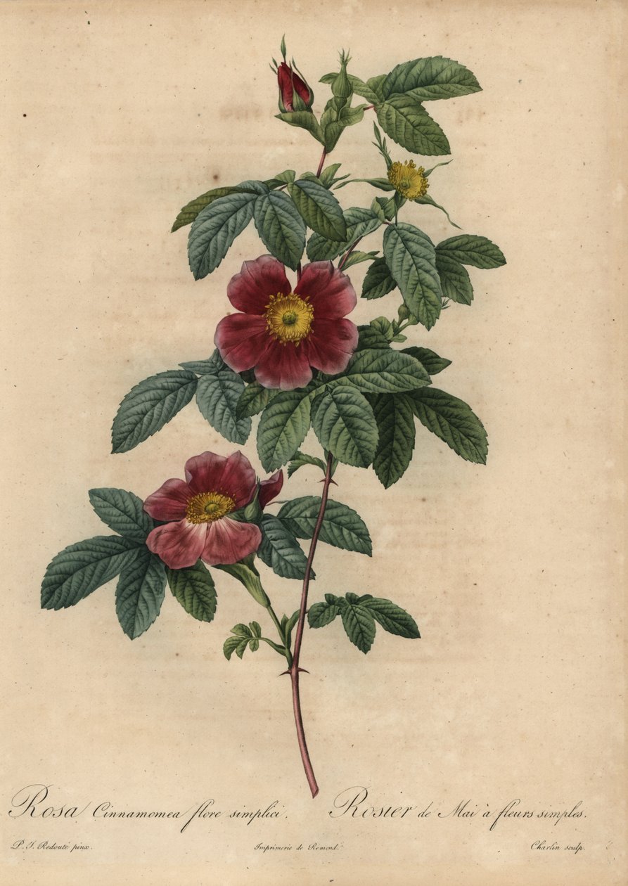 Tarçın gülü, Rosa majalis by Pierre Joseph Redouté