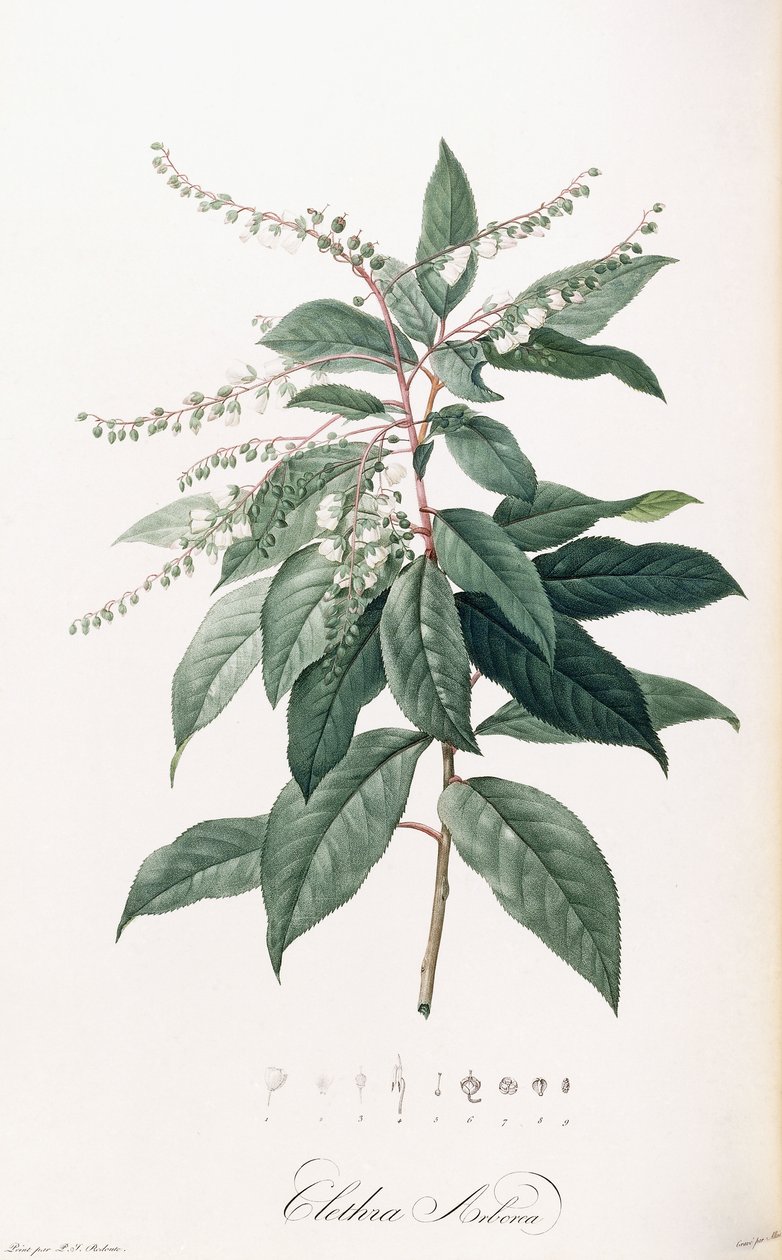 Clethra Arborea by Pierre Joseph Redouté