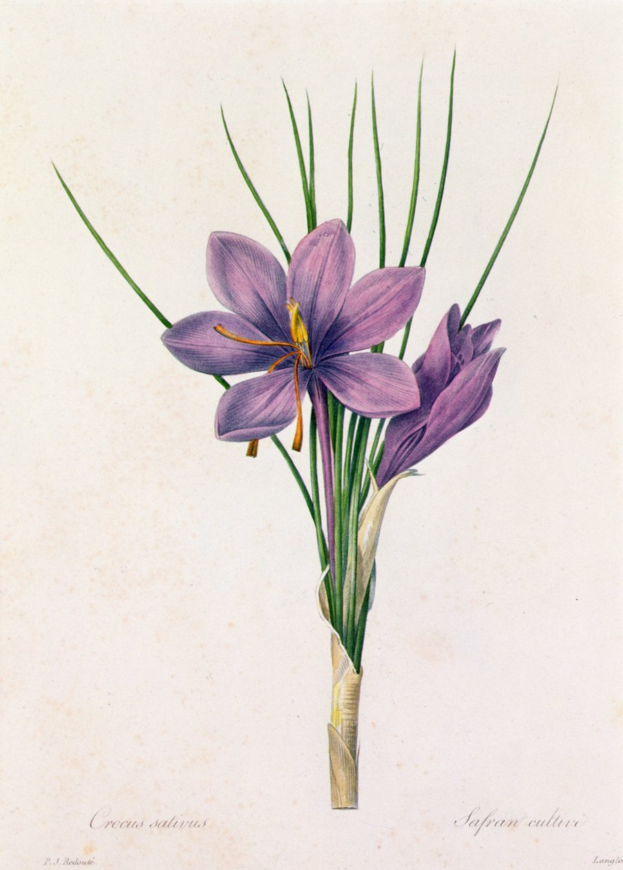 Crocus Sativus (renkli gravür) by Pierre Joseph Redouté