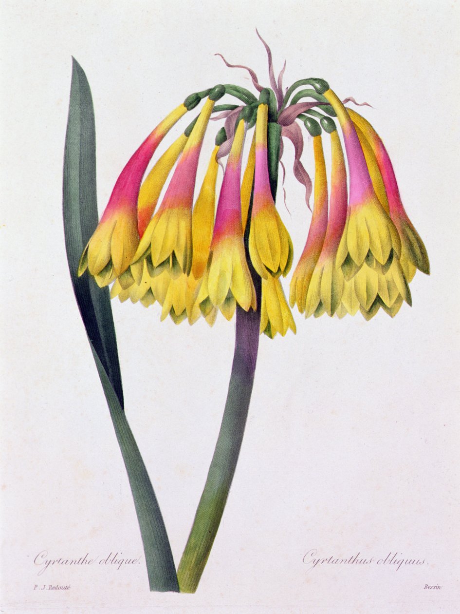 Cyrtanthus Obliquus (renkli gravür) by Pierre Joseph Redouté