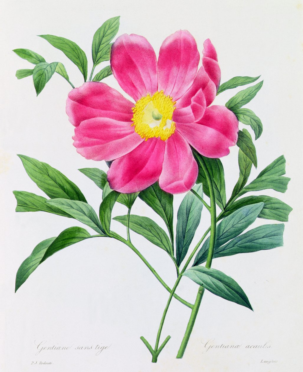 Sapsız Gentian (renkli gravür) by Pierre Joseph Redouté