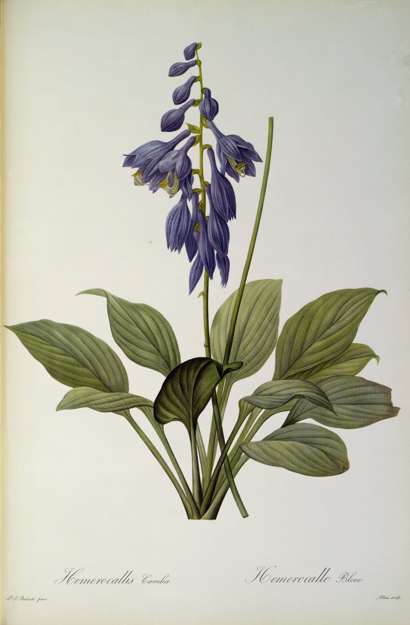 Hemerocallis Caerulea, "Les Liliacees"den, 1806 by Pierre Joseph Redouté