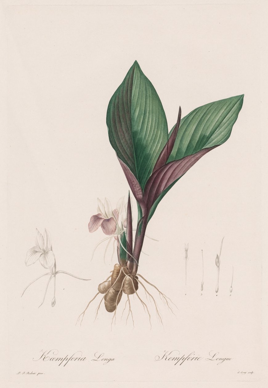 Liliaceae: Kaempferia longa by Pierre Joseph Redouté