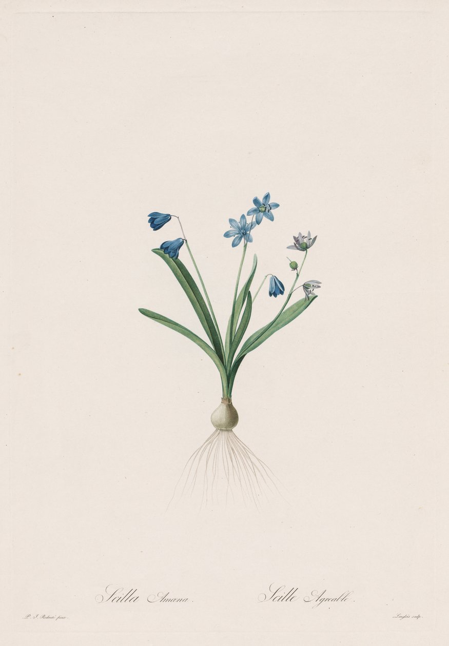 Liliaceans: Scilla amaena by Pierre Joseph Redouté