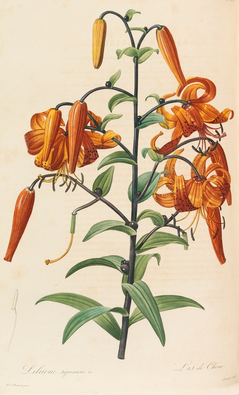 Liliaceae, 1804-1815. by Pierre Joseph Redouté