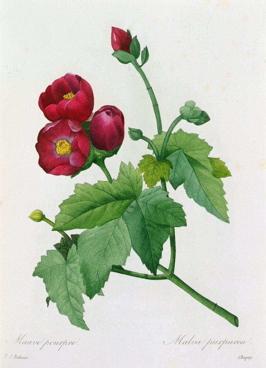 Malva Purpurea (renkli gravür) by Pierre Joseph Redouté
