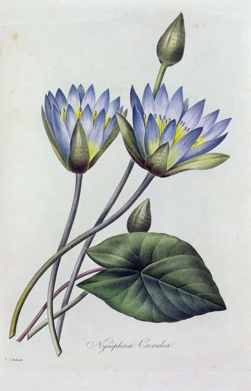 Nymphea Caerulea (renkli gravür) by Pierre Joseph Redouté