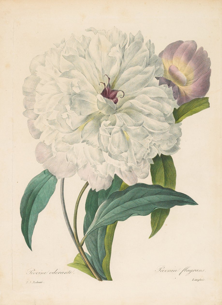 Paeonia Şakayık , 1827 by Pierre Joseph Redouté