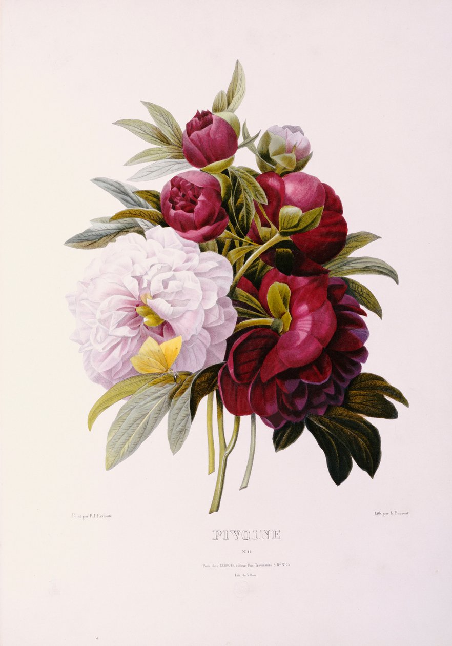 Prevost tarafından oyulmuş şakayık by Pierre Joseph Redouté