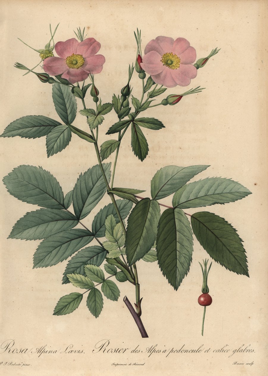 Pembe alp gülü, Rosa pendulina by Pierre Joseph Redouté