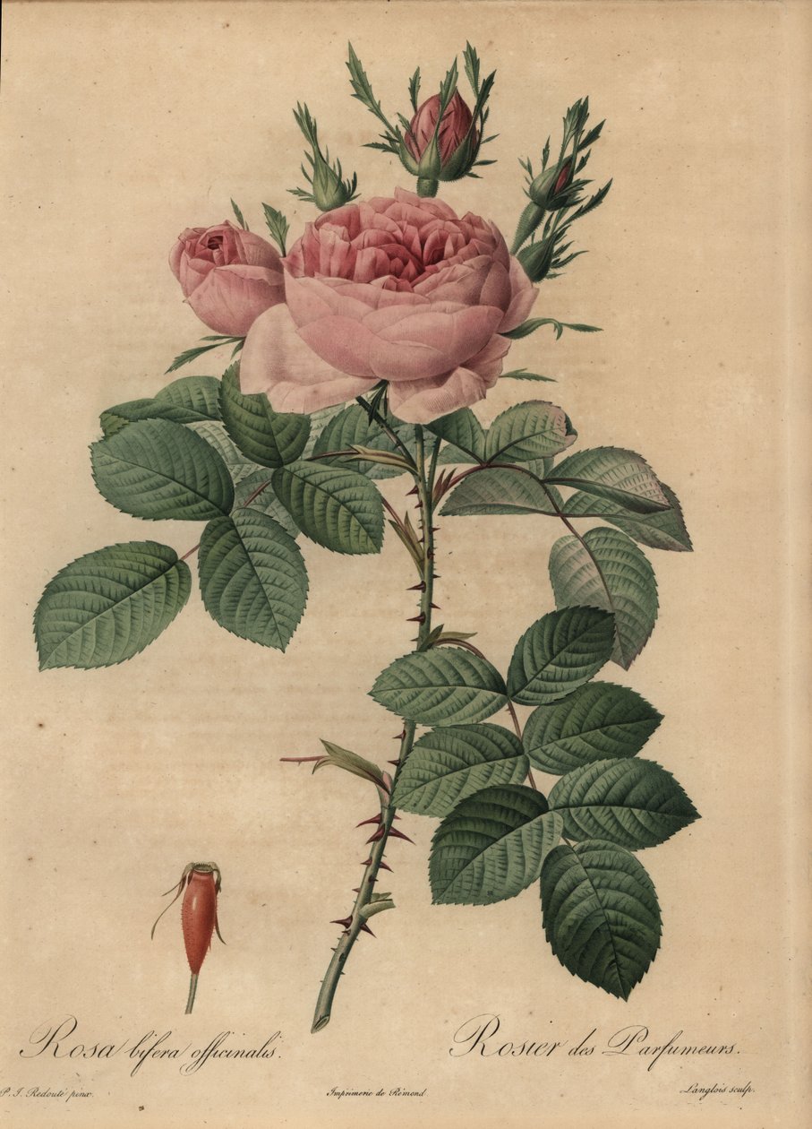 Pembe melez gül, Rosa bifera by Pierre Joseph Redouté