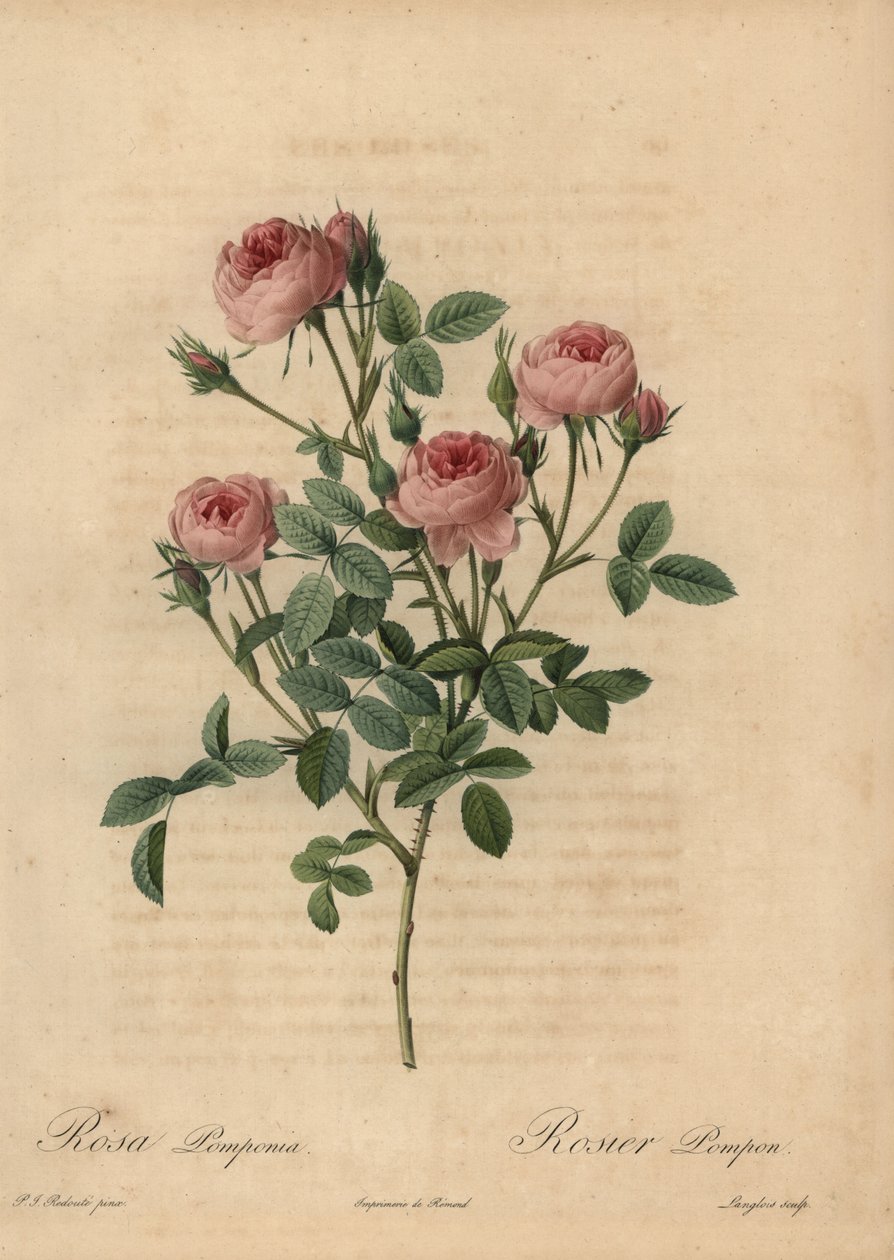 Pembe ponpon gülü, Rosa centifolia by Pierre Joseph Redouté